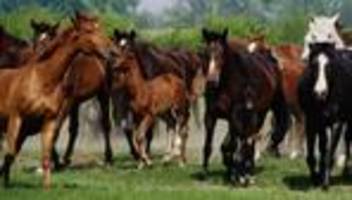 tiere: pferde und kühe stehen mit unterschiedlichen beinen auf. stimmt’s?