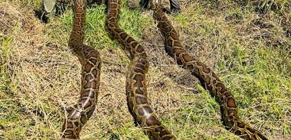 florida: biologen holen 20 tonnen tigerpythons aus den everglades
