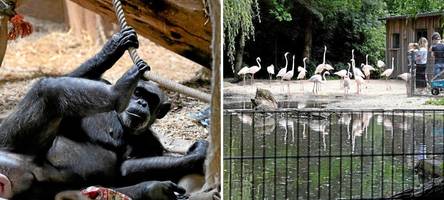 wenig platz für affen, flugunfähige vögel: zoo augsburg wehrt sich gegen tierquälerei-vorwurf