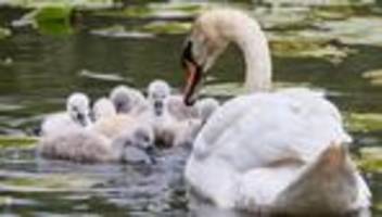 tiere: hund reißt schwanenküken - halterin lässt küken liegen