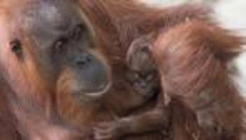 zootiere: affen-ausbruch im zoo: ursache wird untersucht