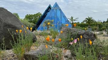 zwischen palmen und pyramiden: botanischer garten feiert wüstenparty