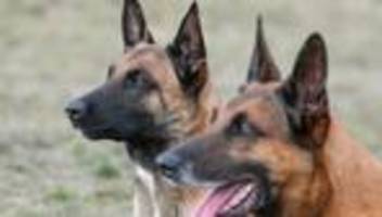 rettungshunde: hunde erschnüffeln zwei vermisste seniorinnen