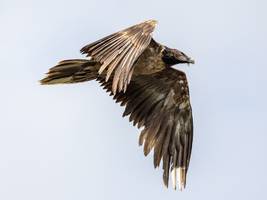 artenschutz: ein riesenvogel auf gefährlicher deutschlandreise