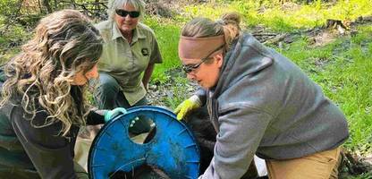 michigan: bär überlebt zwei jahre mit plastikdeckel um den hals
