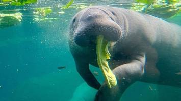 meeres-dickhäuter verwirren strandbesucher in florida