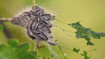 Ottensen: Nest voll giftiger Raupen in beliebtem Park entdeckt