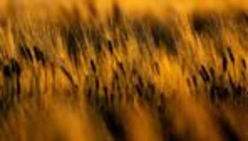 situation der landwirtschaft: sinkende getreidepreise lassen bauern verzweifeln