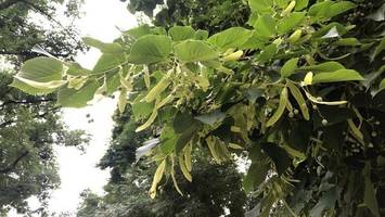 klebriger sprühregen? das tropft wirklich von den bäumen