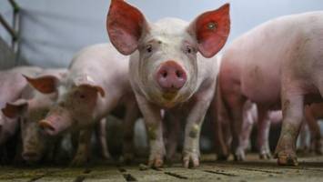 schweinehalter hoffen auf eindämmung von tierseuche asp