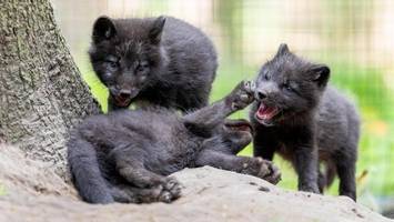 Süß, frech, flauschig: Diese Tierbabys können Sie jetzt besuchen