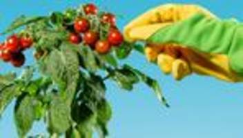 gartenarbeit: 5 fehler, die hobbygärtnern die ernte vermasseln können