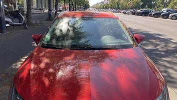 wie insekten berliner autofahrer verzweifeln lassen