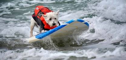 kalifornien: hunde wetteifern beim surfen in huntington beach