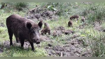 endlich! klövensteen freut sich wieder über süße wildschwein-babys