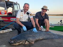 Zwei-Meter-Fisch im Brombachsee: „Ein Waller kann einen nicht packen wie ein Haifisch“