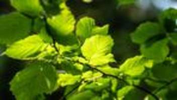 natur: die buche noch besser kennenlernen