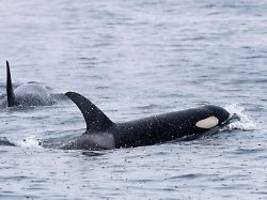 wie gefüllter gartenschlauch: erstmals werkzeuggebrauch bei orcas beobachtet