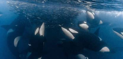 Schwertwale: Orcas putzen einander offenbar mit selbstgebauten Werkzeugen