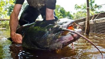 polizei in bayern erschießt wels: warum der fisch sterben musste