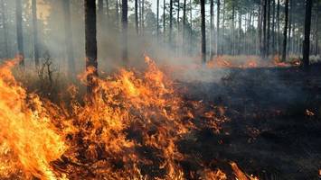 Diese Erfindung soll Waldbrände in Minuten löschen