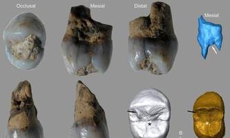 zähne von neandertalern: was können sie uns heute verraten?