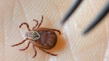 zeckensaison in berlin: mehr borreliose-fälle als früher