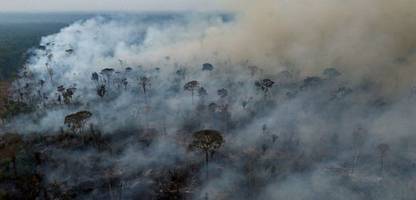 amazonas: waldbrände zerstören rekordfläche in brasilien