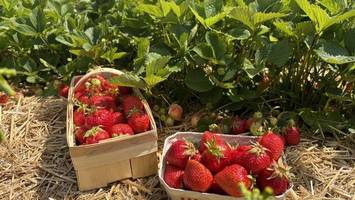 Erdbeeren pflücken: Hier gibt es Felder im Norden Hamburgs