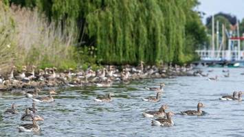 Erneut Gänseplage in Hamburg: Experte warnt vor massiven Folgen