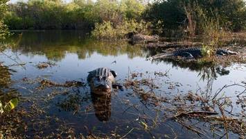 Florida will Migranten in „Alligator Alcatraz“ einsperren