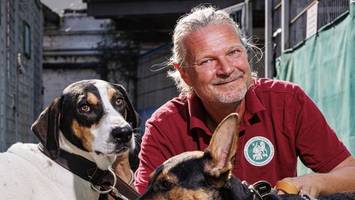 mehr aggressive hunde in tierheimen: „situation spitzt sich zu“