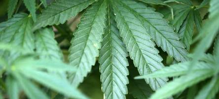 Mehr Fälle von Psychosen in Augsburg: Die Gefahr von Cannabis wird unterschätzt
