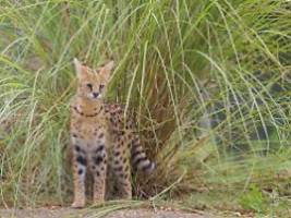 Genaue Rasse noch unklar: Exotische Katze soll durch Landkreis Rostock streifen