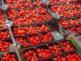 Plus 70 Prozent in zehn Jahren: Warum sind Erdbeeren so teuer?