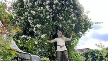 Das Geheimnis hinter der sechs Meter hohen Riesen-Rose