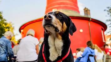 Hund am Strand von Rantum erschossen – auf Wunsch der Besitzer