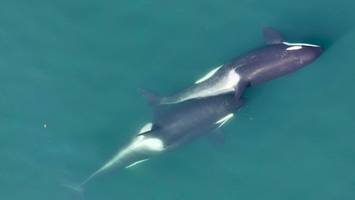 Orcas im Spa? Wale nutzen laut Studie Algen als Massage-Werkzeug