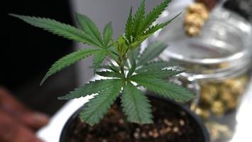 philippi verlangt strengere regeln für cannabis auf rezept