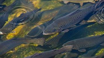 Sohlgleite soll Hindernis für Fische in Trave beseitigen