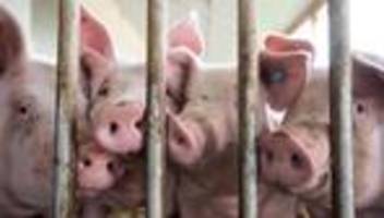 tierhaltung : bundestag verschiebt start von staatlichem tierhaltungslogo