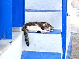 Evolutionäre Vorteile denkbar: Warum Katzen häufiger auf der linken Seite schlafen