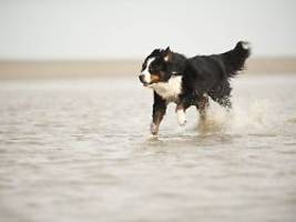 Halterin widerspricht Beamten: Polizei erschießt Hund von Urlaubern auf Sylt