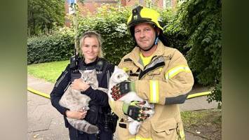 feuerwehr rettet katzen in letzter sekunde aus brennender wohnung