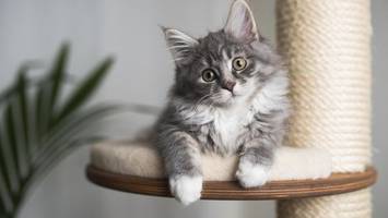 Katzen: Diese Vorliebe der Stubentiger überrascht Forscher