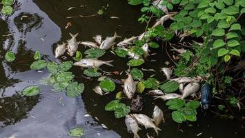 Hamburger Hafen bald voll mit toten Fischen? Bündnis schlägt Alarm
