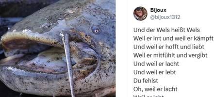 Memes und mehr: So reagiert das Internet auf den bissigen Wels vom Brombachsee