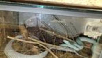 katastrophale bedingungen: exotische tiere aus münchner wohnung gerettet