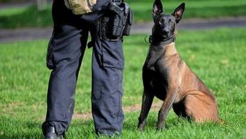räuber gesucht: polizei fahndet mit suchhunden nach dem täter