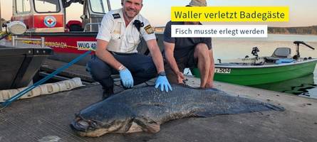 Welsangriff am Brombachsee: Fisch wird nach Schüssen in Restaurant serviert